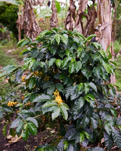 Coffee cherries growing on the plant