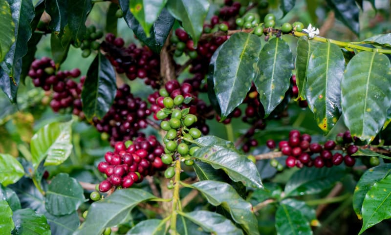 Coffee cherries growing on the plant